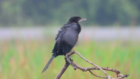 Cormorán-En-Las-Plumas-Mojadas-De-Los-árboles.