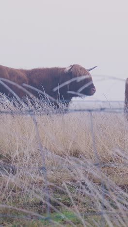 el ganado de las tierras altas en un campo de niebla