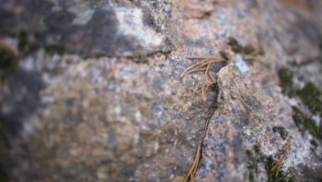 a mossy boulder with pin needles caught in the cracks