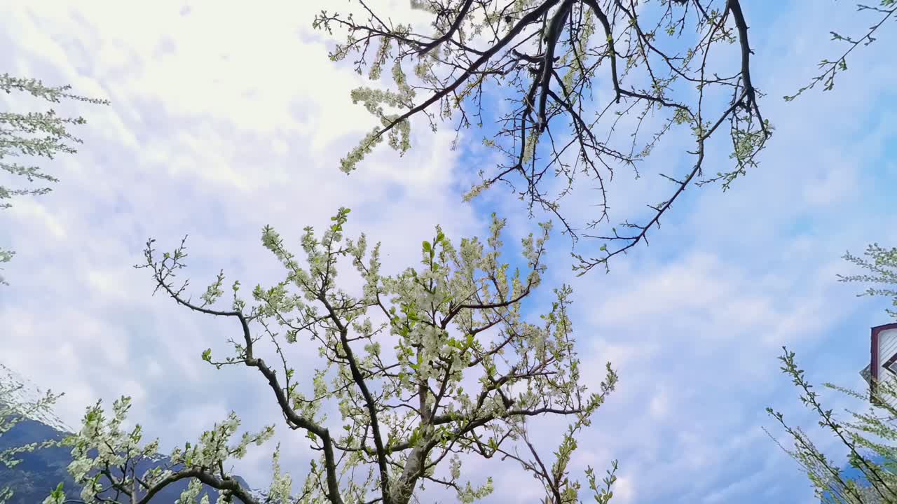 Blossoming fruit trees under shifting sky reveal fjord, orchards, and mountains in spring Hardanger