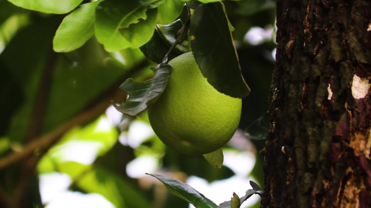 el rey de los cítricos: la cosecha de pomelo en bangladesh