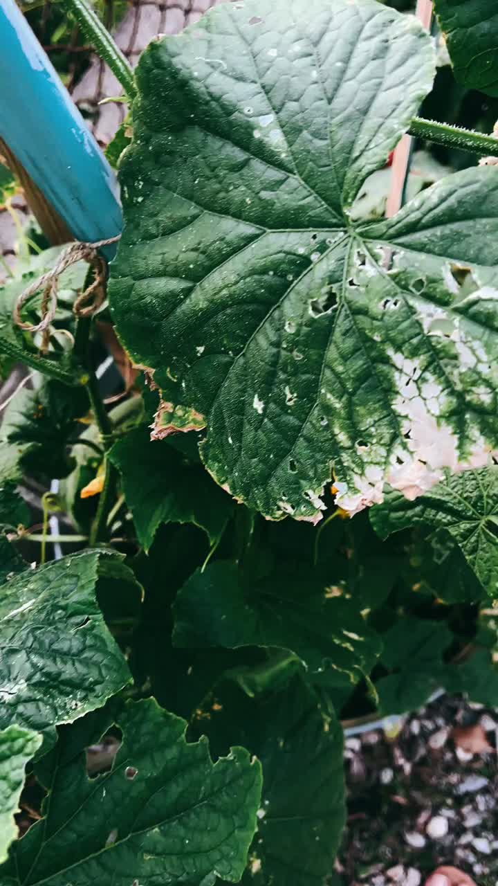 Cucumber Plant with Damaged Leaves