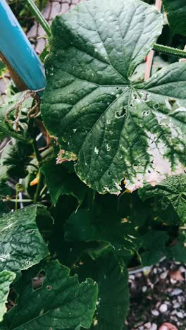 cucumber plant with damaged leaves
