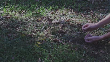 recogiendo nueces pecanas del suelo en las sombras