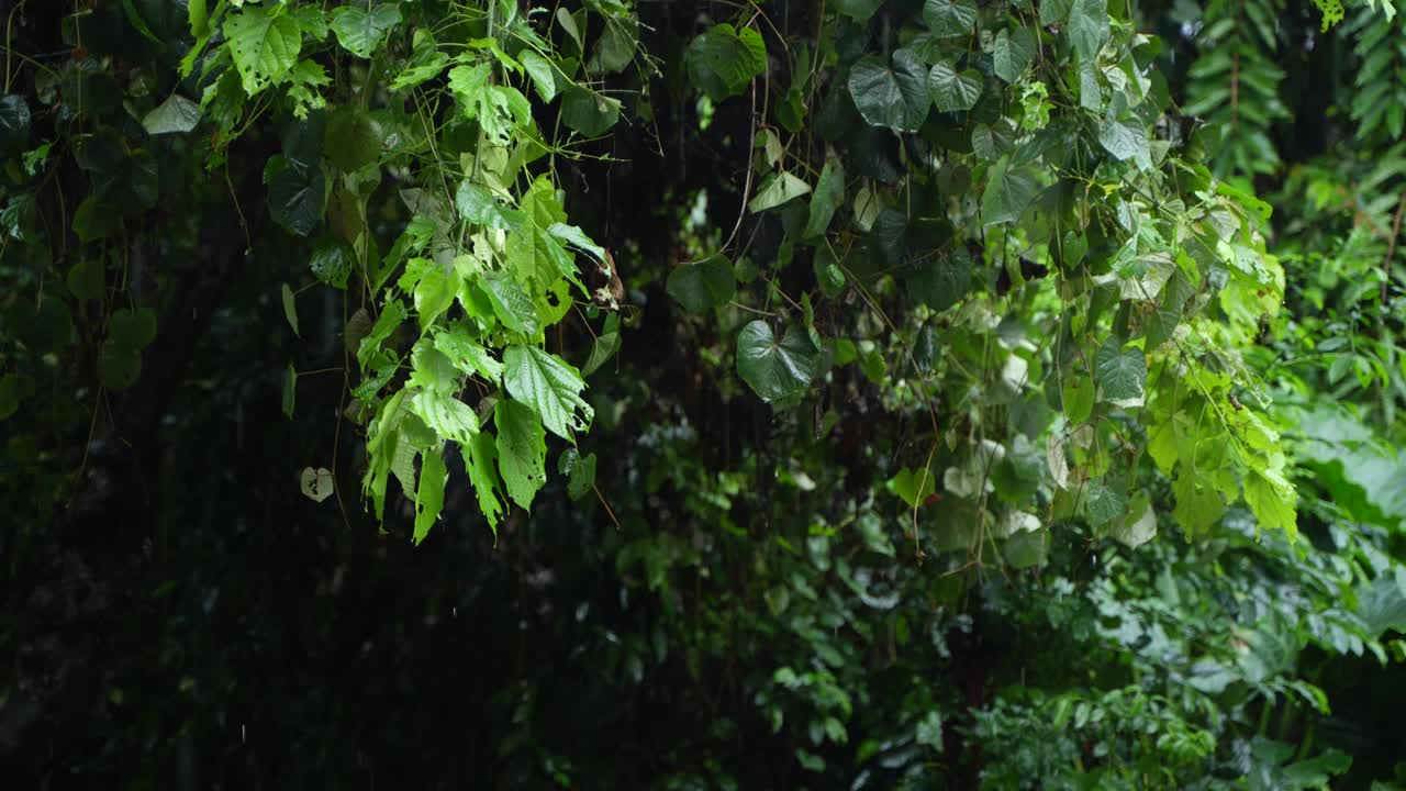 en la temporada de lluvias, el este de la india recibe fuertes lluvias durante la temporada de lluvias