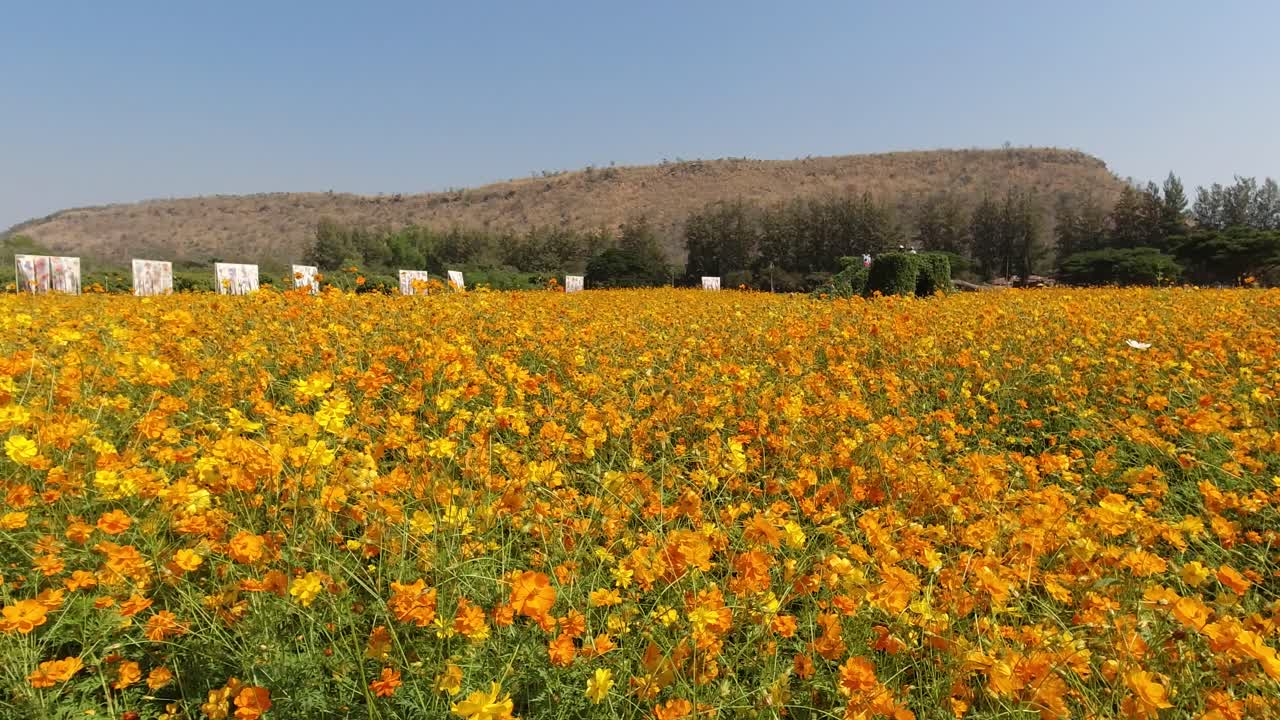 Bellissimi campi di fiori Cosmos arancioni in piena fioritura in Thailandia