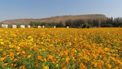 Schöne-Felder-Mit-Orangefarbenen-Kosmosblumen-In-Voller-Blüte-In-Thailand