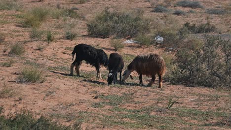 Najdi-Sheep,-native-to-the-Arabian-Peninsula's-Najd-region,-graze-in-the-desert