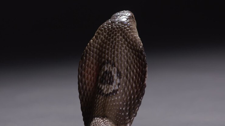Monocle cobra standing upright with hood open showing monocle on back - deadly animals