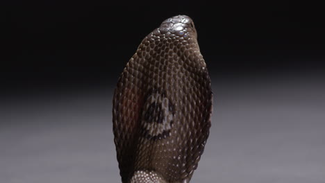 Monocle-cobra-standing-upright-with-hood-open-showing-monocle-on-back---deadly-animals