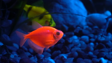 close-up of two fluorescent fish