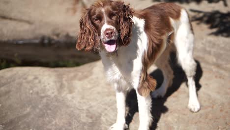 Spaniel,-Der-Am-Flussufer-Angibt