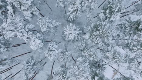 imágenes aéreas de pájaros de árboles cubiertos de nieve, bosque de pinos nórdicos, día de invierno nublado y tranquilo, tiro amplio de drones avanzando