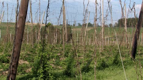 Imágenes-Raras-Del-Jardín-De-Lúpulo-Destruido-Después-De-La-Tormenta-De-Granizo-„felix“-2009-Cerca-De-Wolnzach-,-Baviera,-Alemania-3