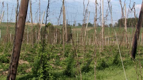 imágenes raras del jardín de lúpulo destruido después de la tormenta de granizo „felix“ 2009 cerca de wolnzach, baviera, alemania-3