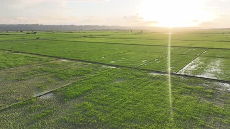 sol en el campo de arroz en san francisco de macoris en la república dominicana