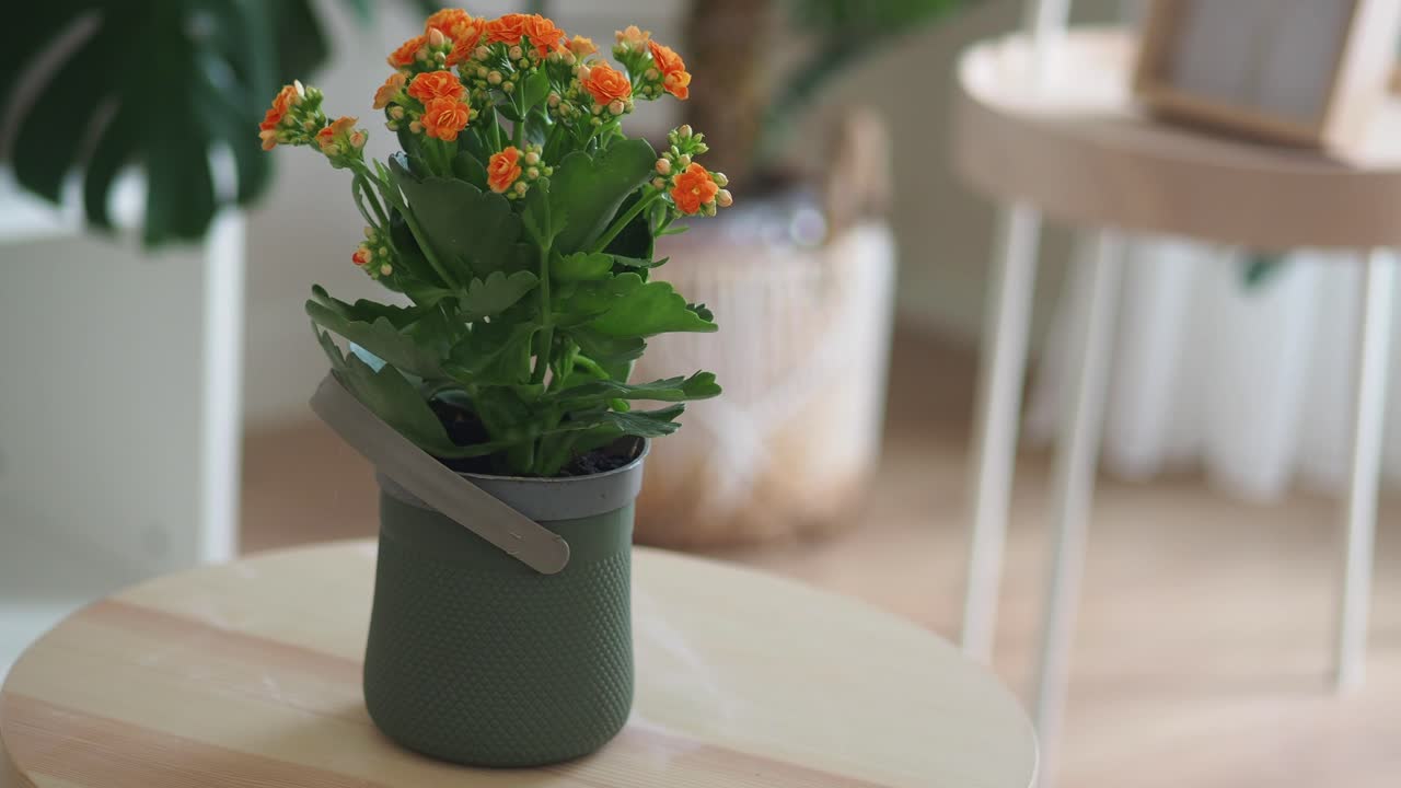 Kalanchoe houseplant with orange flowers