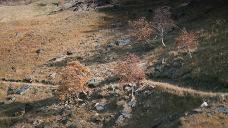 Estrecho-Sendero-Sinuoso-Pensó-El-Valle-De-Otoño