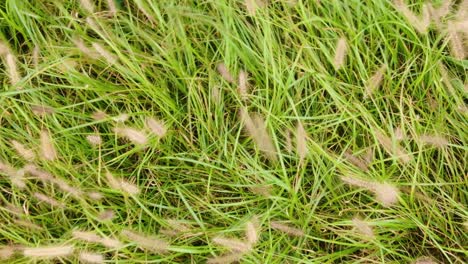 un tranquilo bosque de juncos a principios de otoño