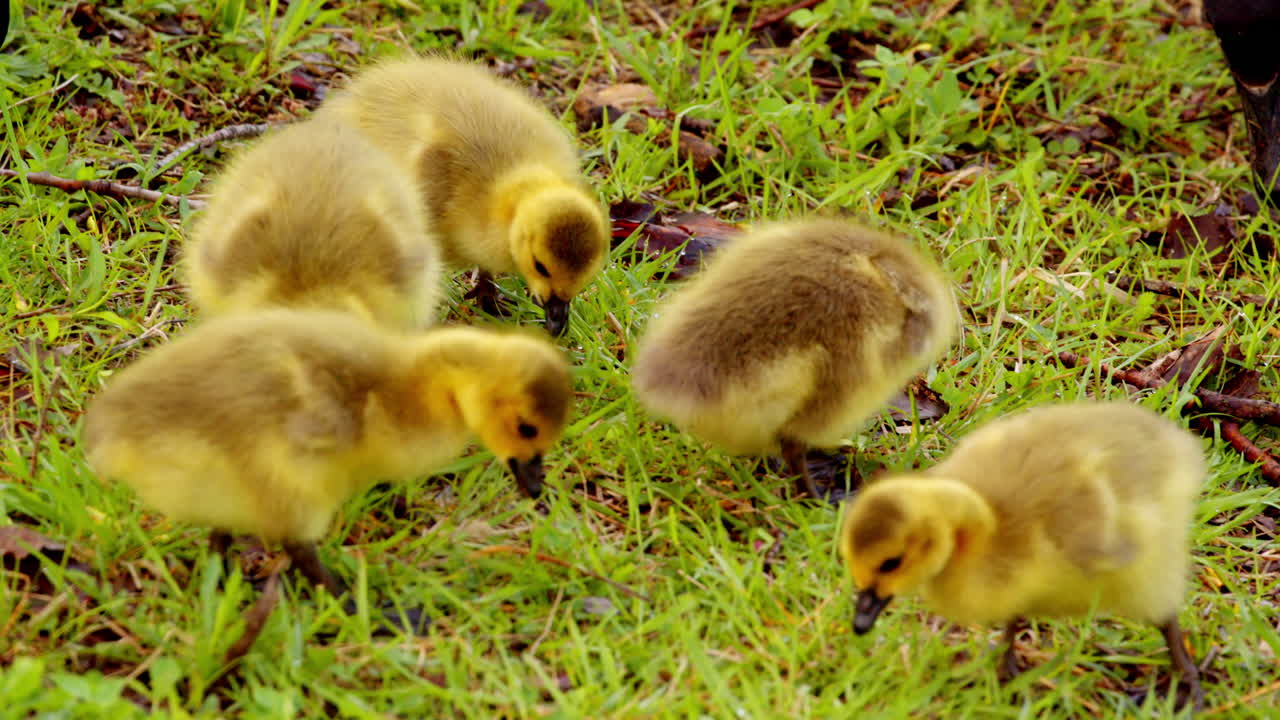 Slow motion shot of the first wobbles of the goslings learning to eat
