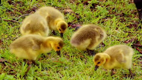 slow motion shot of the first wobbles of the goslings learning to eat