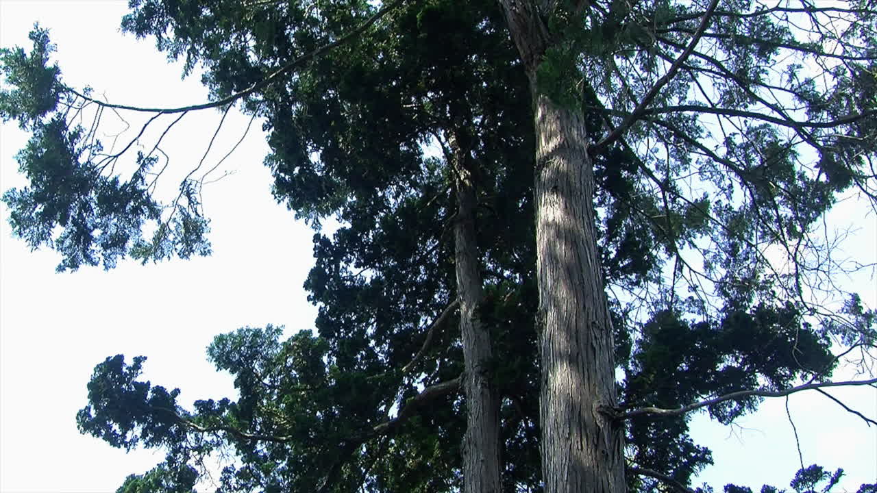 I rami superiori e il tronco di un albero di hinoki