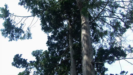 The-upper-branches-and-trunk-of-a-hinoki-tree-