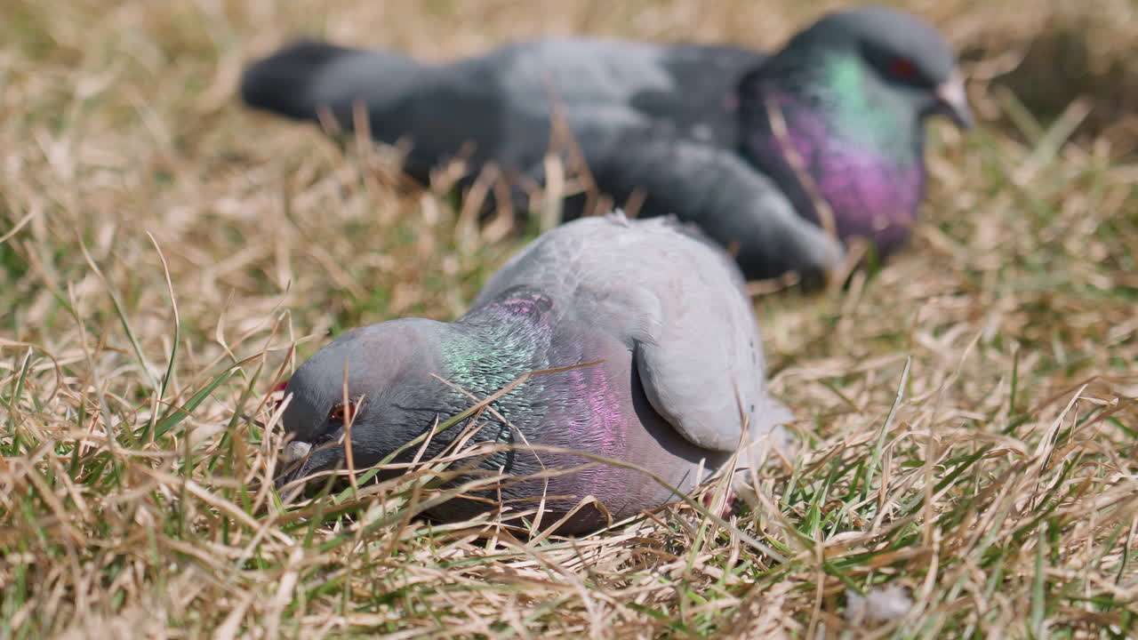 Close up of pigeons resting on dry grass with heads low while one pecks at ground searching for food, displaying colorful iridescent feathers in sunlight with soft focus background