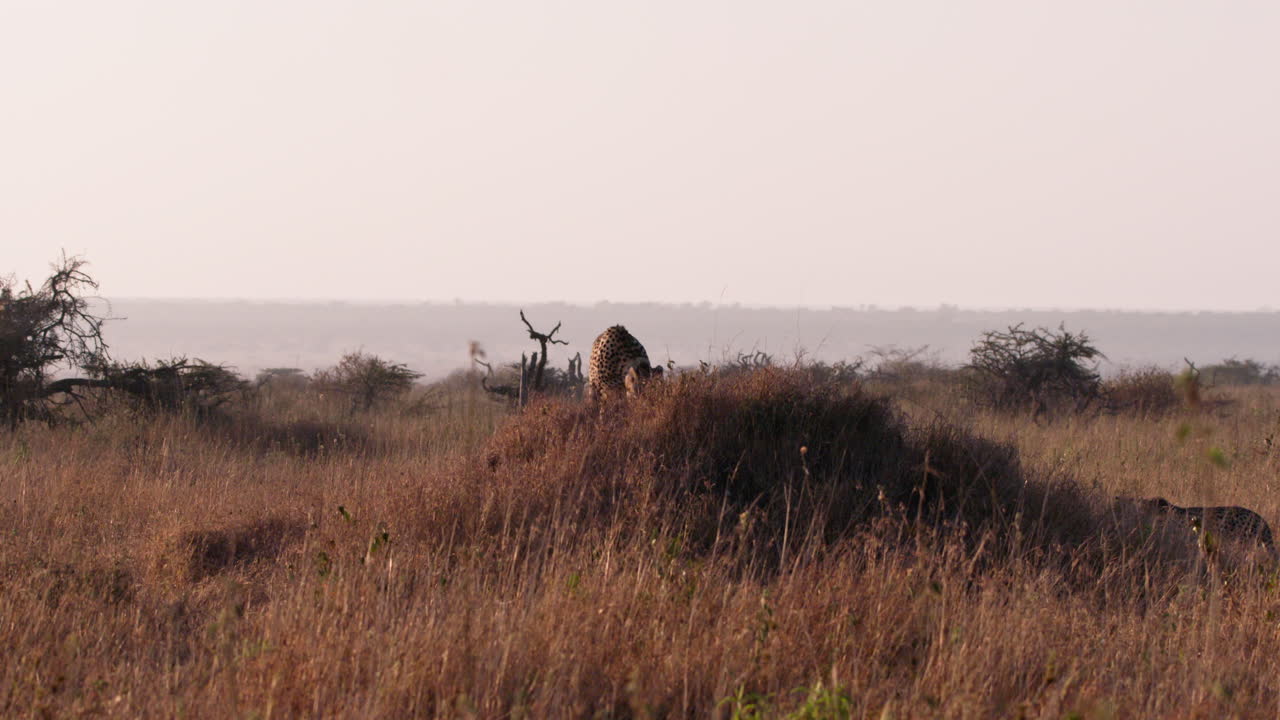 Extreme wide shot of two cheetahs walking up a termite mound