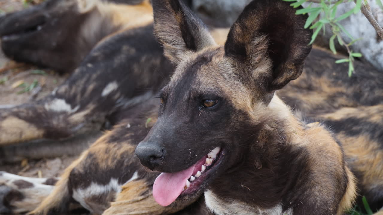 아프리카 의 사바나 에서 땅 에 누워 있는 멸종 위기 에 처한 아프리카 야생 개 의 근접 사진