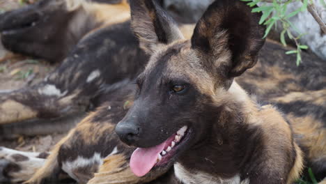 vista de cerca del perro salvaje africano en peligro de extinción tendido en el suelo en la sabana de áfrica