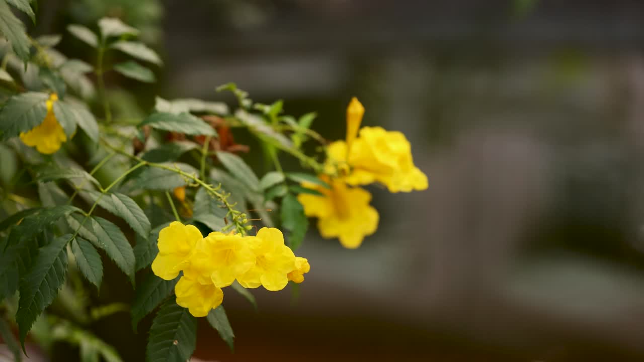 자연에서 활기찬 노란색 꽃의 클로즈업