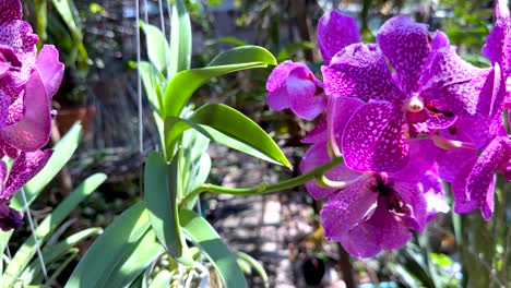 vibrant orchids displayed at a floating market