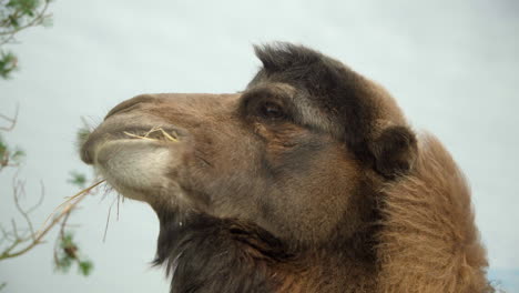 Camel-chewing-on-hay-in-a-zoo-getting