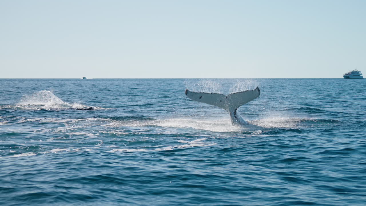 고래 지느러미와 꼬리가 바다 표면을 때리고 튀는 야생 꼬투리, 4k 느린 동작