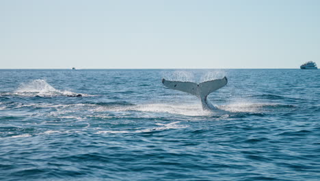 wild pod of whales fin and tail slapping ocean surface and splashing, 4k slow motion