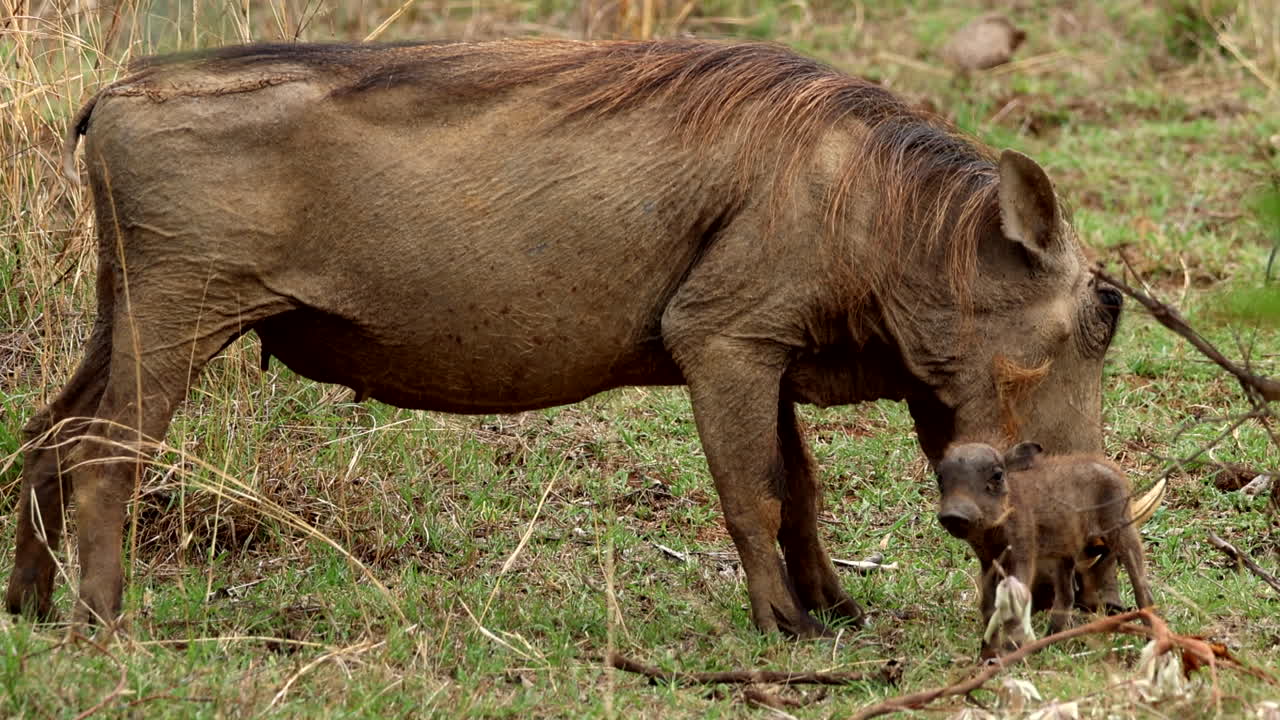 adorable cerdo de verruga bebé se mantiene cerca de la madre de pastoreo, telefotografía