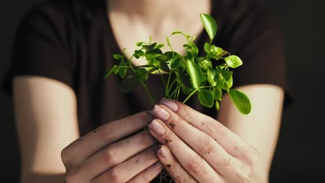 protección de la ecología de las plántulas verdes manos cuidadosas
