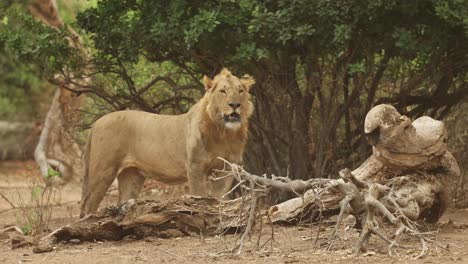sub-adult male lion standing and shaking his mane, gonarezhou national park, zimbabwe.