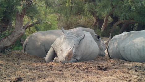 white rhinoceros resting in the shade