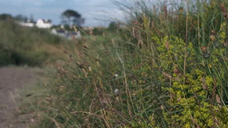 Close-to-urban-areas-in-coastal-regions-of-Ireland,-an-oasis-of-wild-plants-and-sandy-pathways