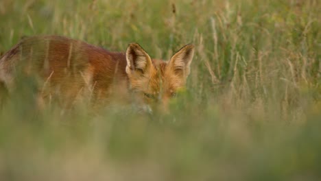 red fox in grass