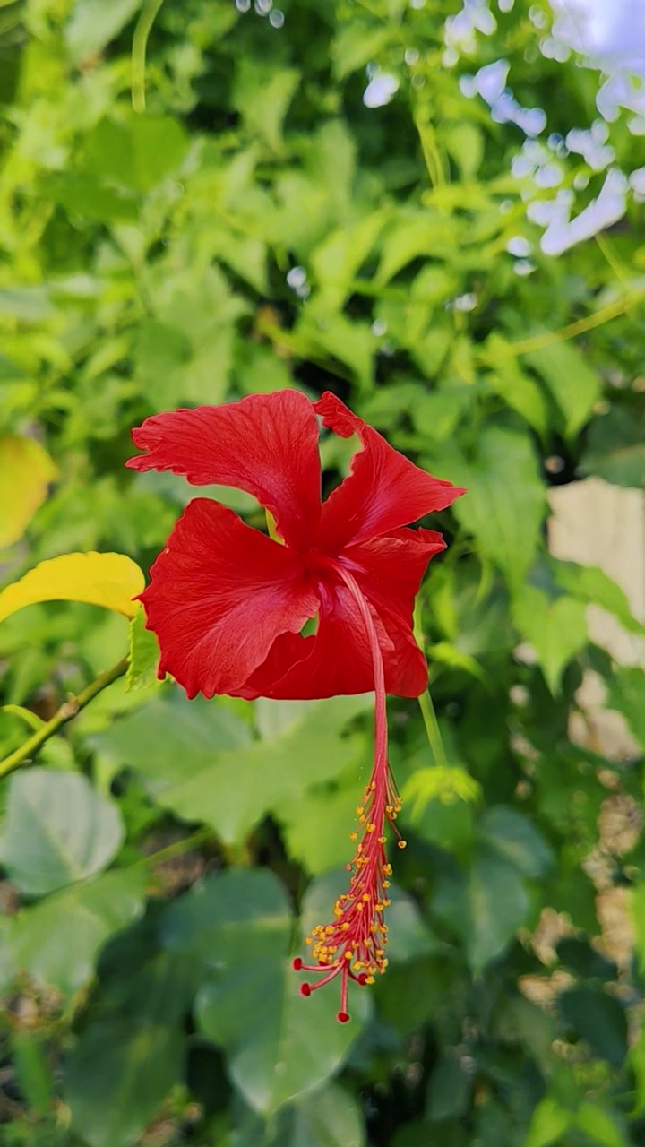 Fiore di ibisco rosso vibrante che sboccia in un giardino lussureggiante