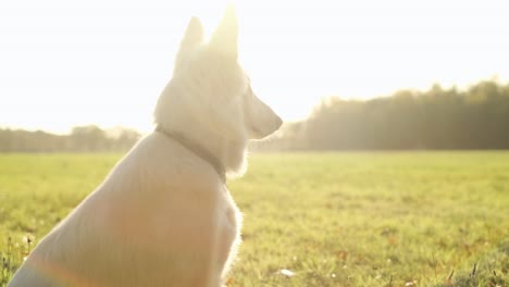 orbiting shot of a swiss white sheppard dog sitting in the sun in a field