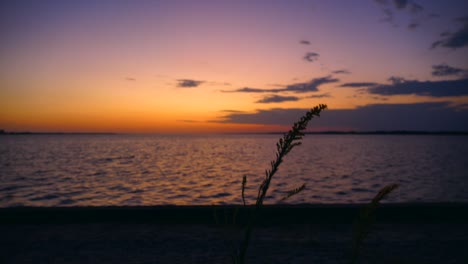 brilliant evening color fill the skies over the ocean while beautiful sillouhettes of grass flutter in the foreground