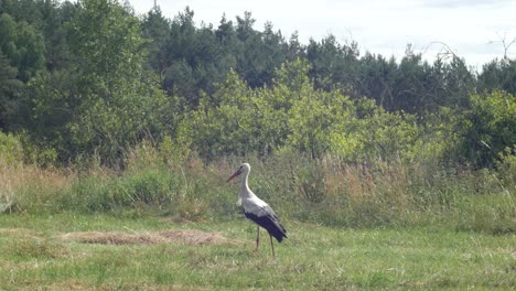 Just-a-stork-standing-alone-on-the-meadow,-he-probably-thinks-on-something