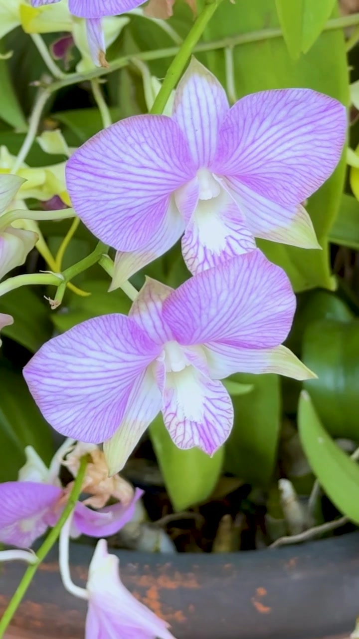 Un'inquadratura verticale che mostra orchidee viola in fiore con petali a strisce in un giardino lussureggiante.