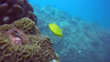 Pez-Caja-Amarilla-Siendo-Tímido-En-El-Borde-Del-Arrecife-De-Coral