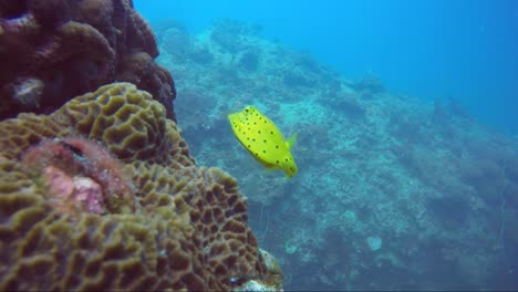 pez caja amarilla siendo tímido en el borde del arrecife de coral