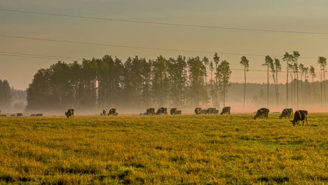 static view of cows grazing during sunset in timelapse over grasslands beside a forest